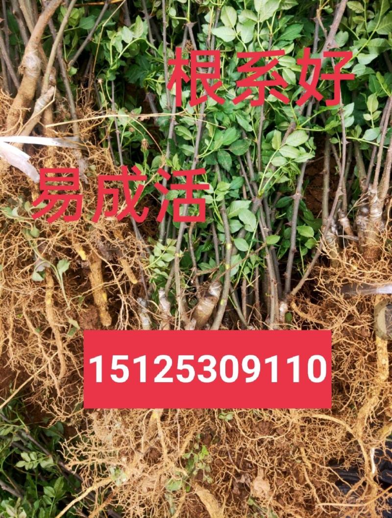 大红袍花椒，九叶青椒，无刺花椒，成活率高，产量高