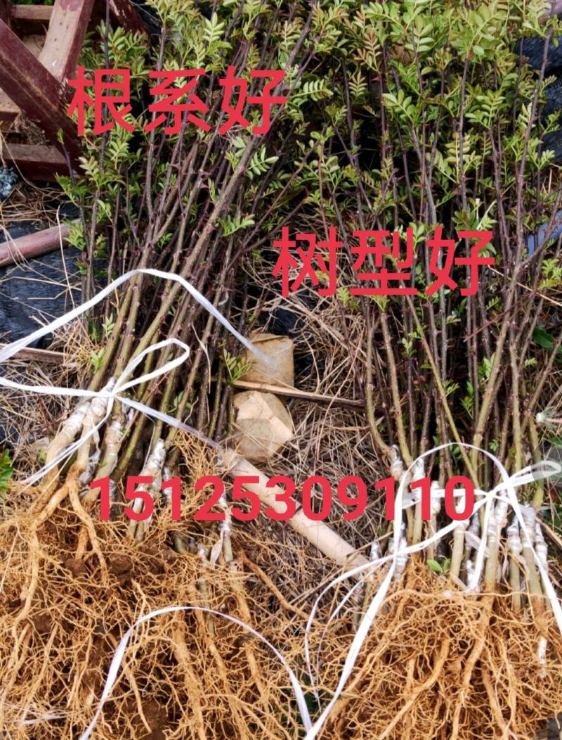 大红袍花椒，九叶青椒，无刺花椒，成活率高，产量高