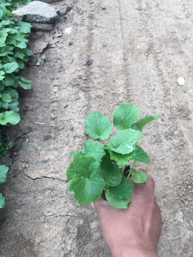 二月兰种植基地609万二月兰自产自销青州二月兰