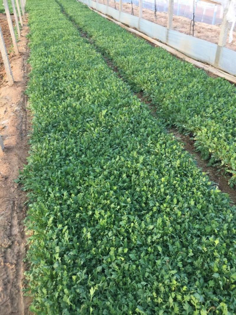 虞美人种植基地虞美人自产自销低价处理