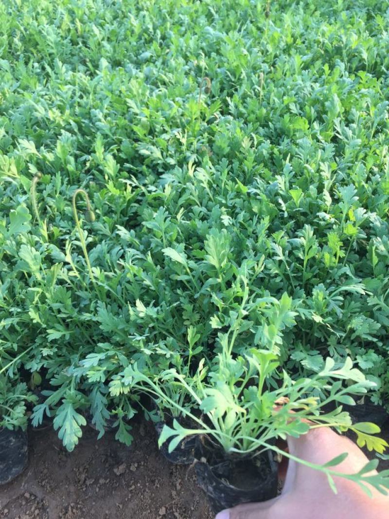 虞美人种植基地虞美人自产自销低价处理
