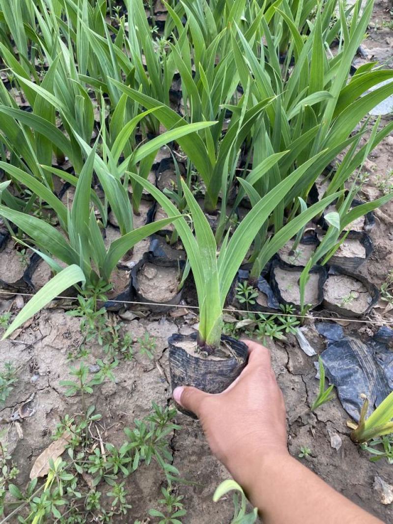 唐菖蒲自产自销唐菖蒲种植基地唐菖蒲批发价格