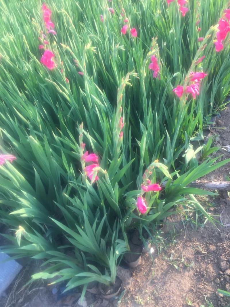 唐菖蒲自产自销唐菖蒲种植基地唐菖蒲批发价格