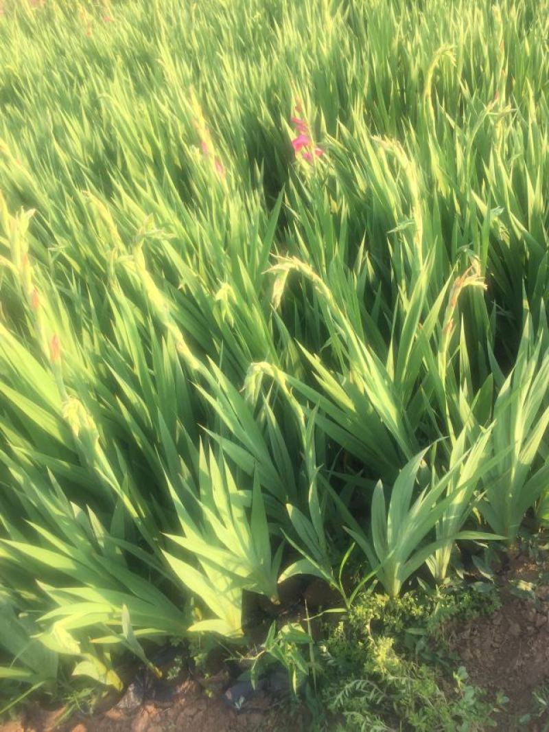 唐菖蒲自产自销唐菖蒲农户直销。300万处理