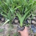 唐菖蒲自产自销唐菖蒲农户直销。300万处理