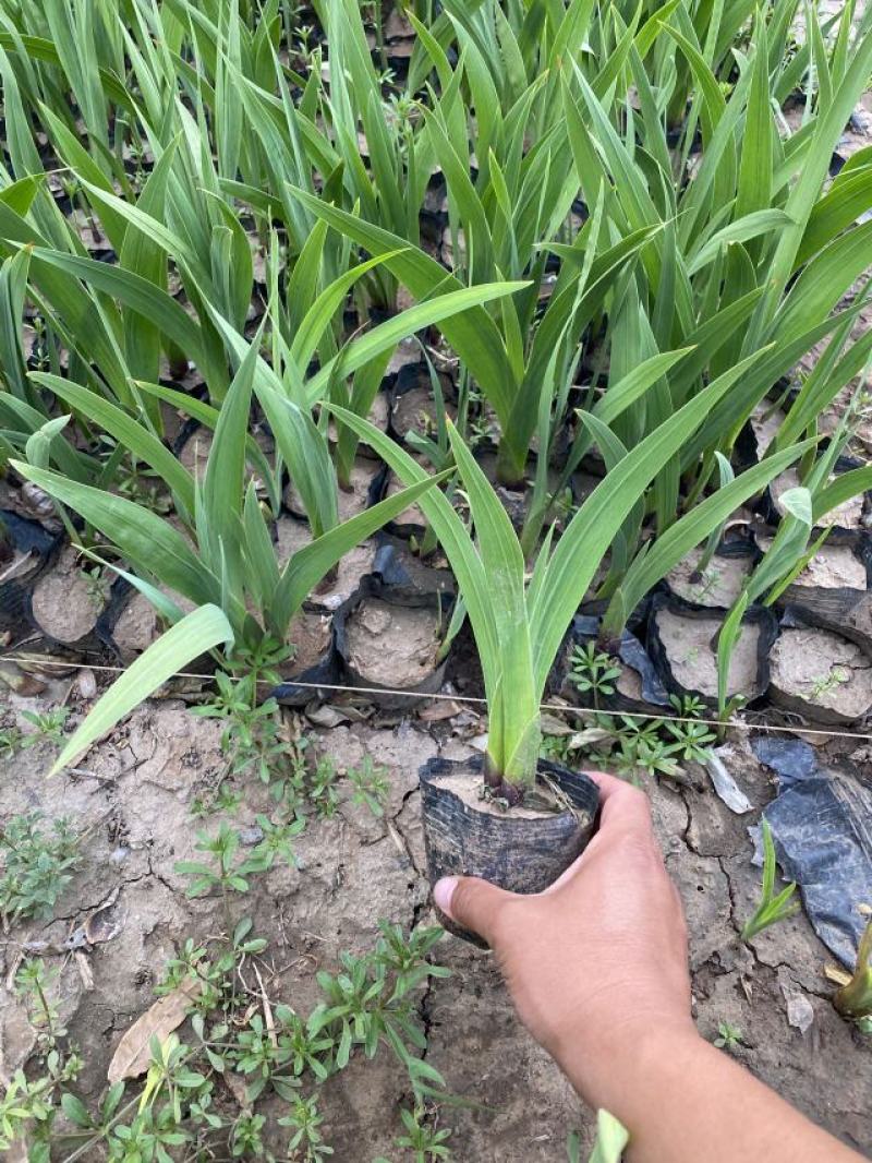 唐菖蒲自产自销唐菖蒲农户直销。300万处理