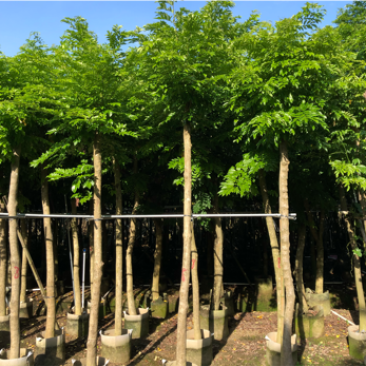 黄花梨树4-15分