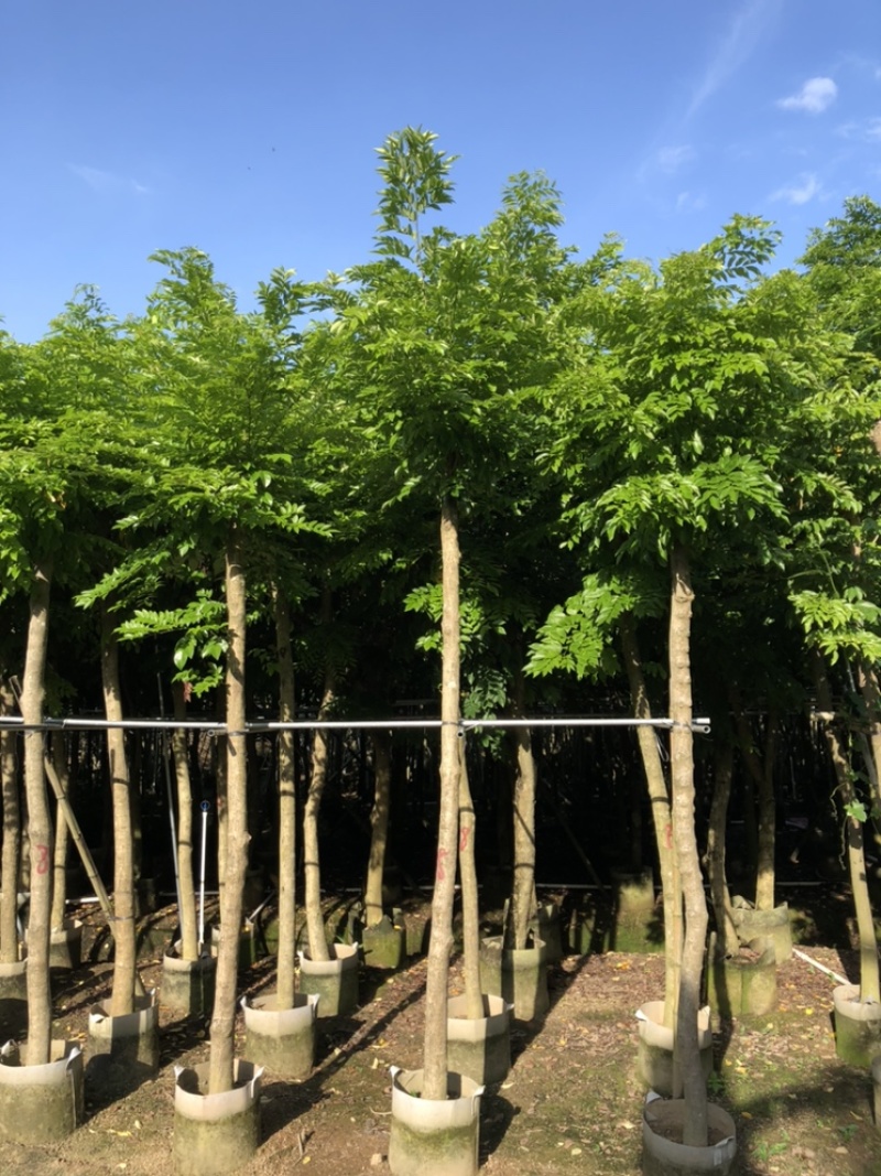 黄花梨树4-15分