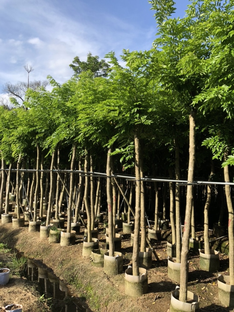 黄花梨树4-15分