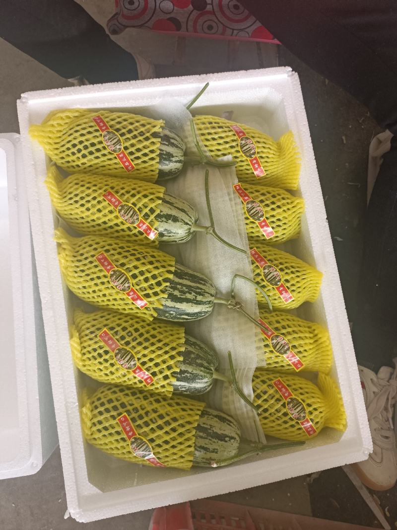 博洋9甜瓜山东寿光大量供应专业一手资源实力代办