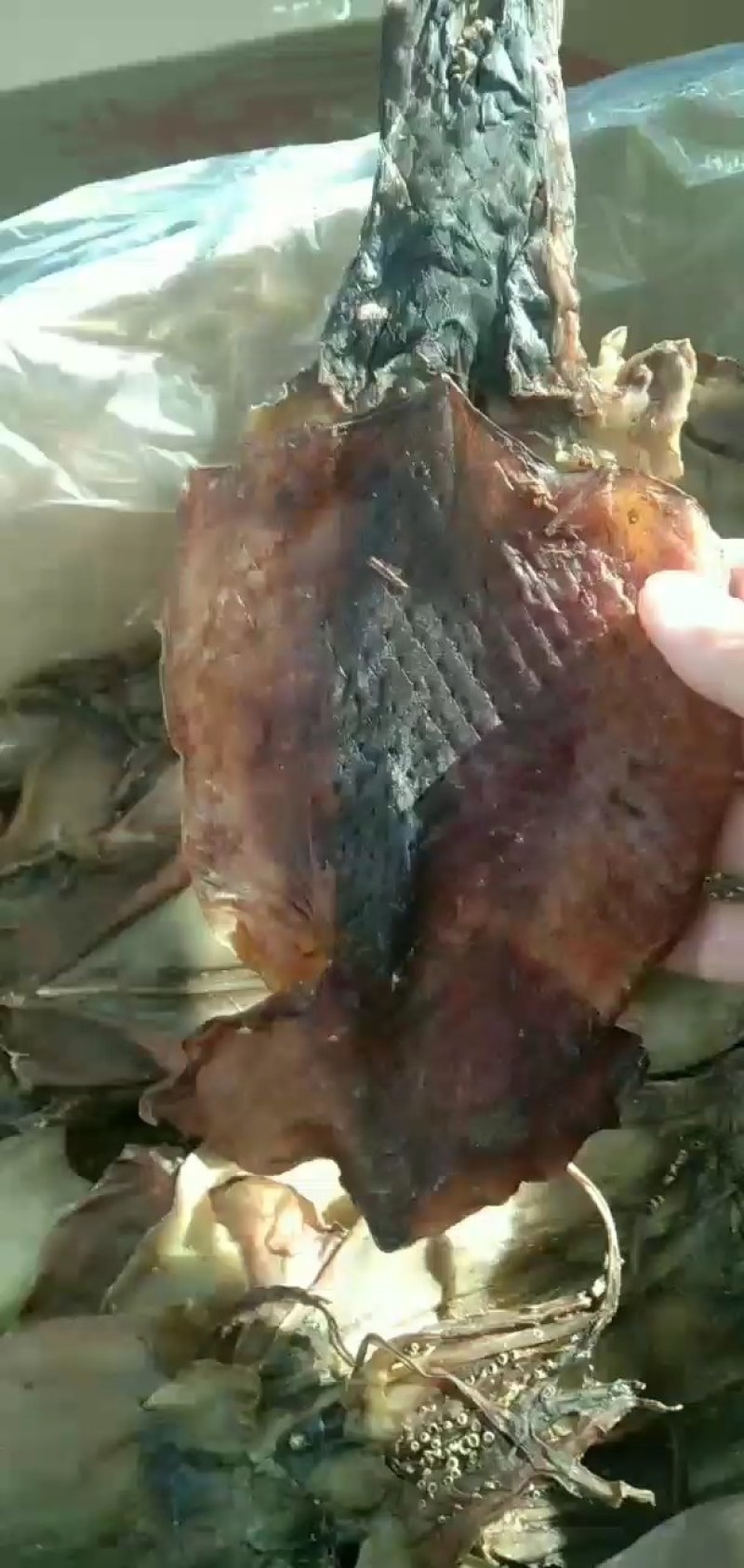 鱿鱼干淡干水发鱿鱼！泡发率高！一斤可发6斤！质量有保证！