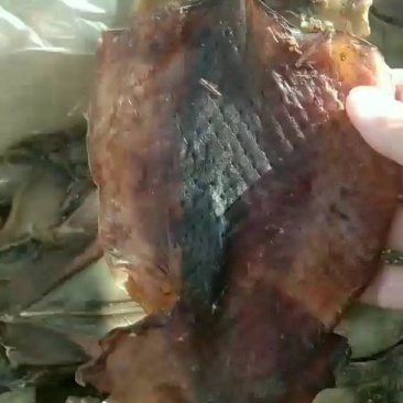 鱿鱼干淡干水发鱿鱼！泡发率高！一斤可发6斤！质量有保证！