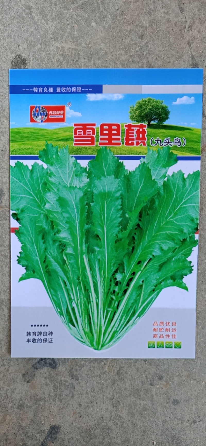纯丰雪里蕻种子腌菜雪里红种子雪菜种子