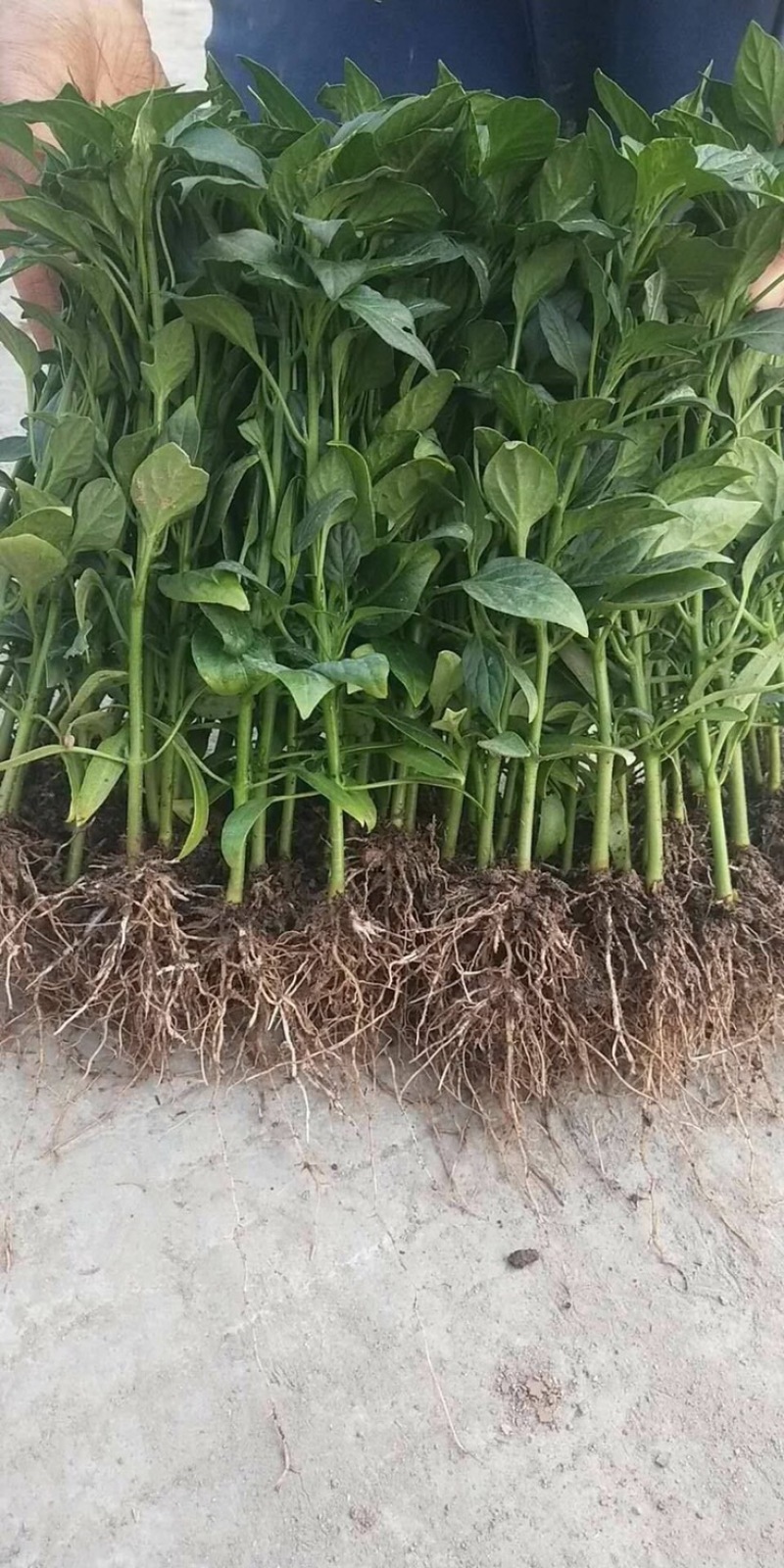 线椒苗，青红两用，产量高