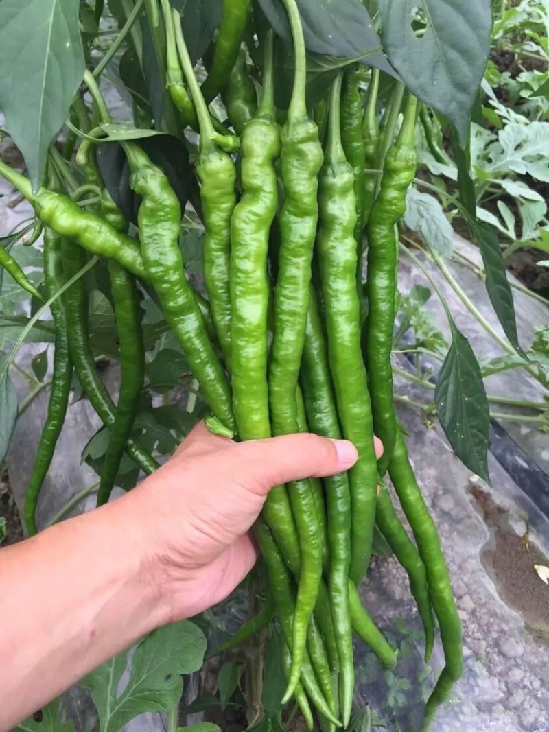 线椒苗，青红两用，产量高