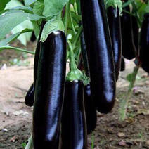 茄子苗，黑美人，黑丽长，紫红长茄苗，基地直供