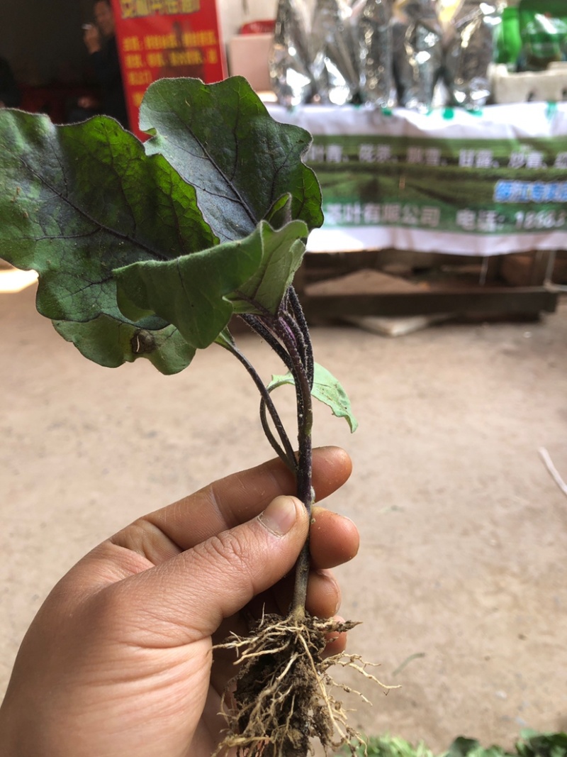 茄子苗，黑美人，黑丽长，紫红长茄苗，基地直供