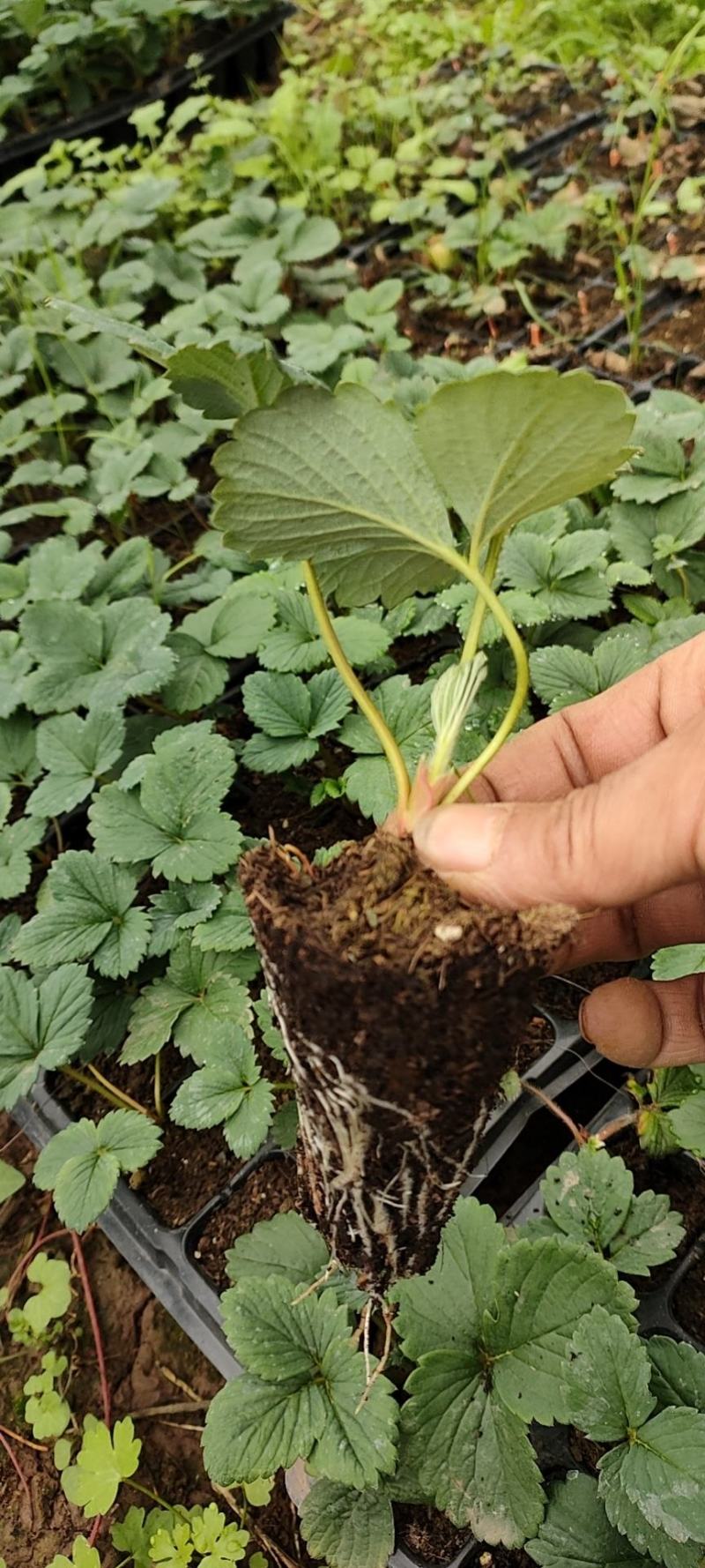 红颜草莓苗红颜生产苗红颜假植苗大叶红颜高原苗种苗