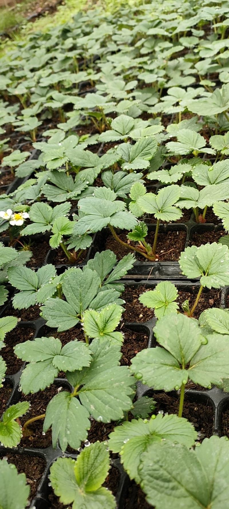 红颜草莓苗红颜生产苗红颜假植苗大叶红颜高原苗种苗