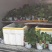 红颜醉侠草莓苗盆栽盆景批发多果多花挖土球苗