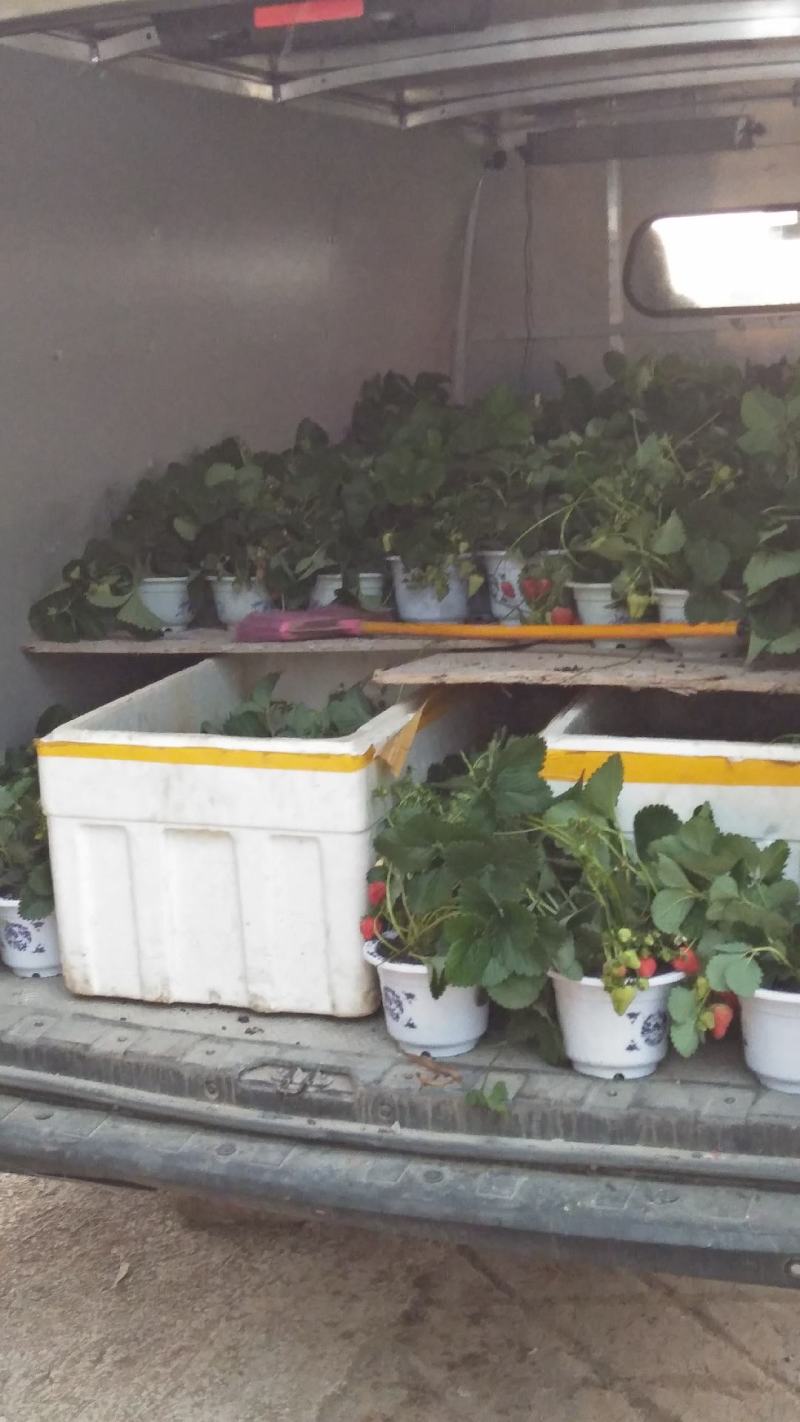 红颜醉侠草莓苗盆栽盆景批发多果多花挖土球苗