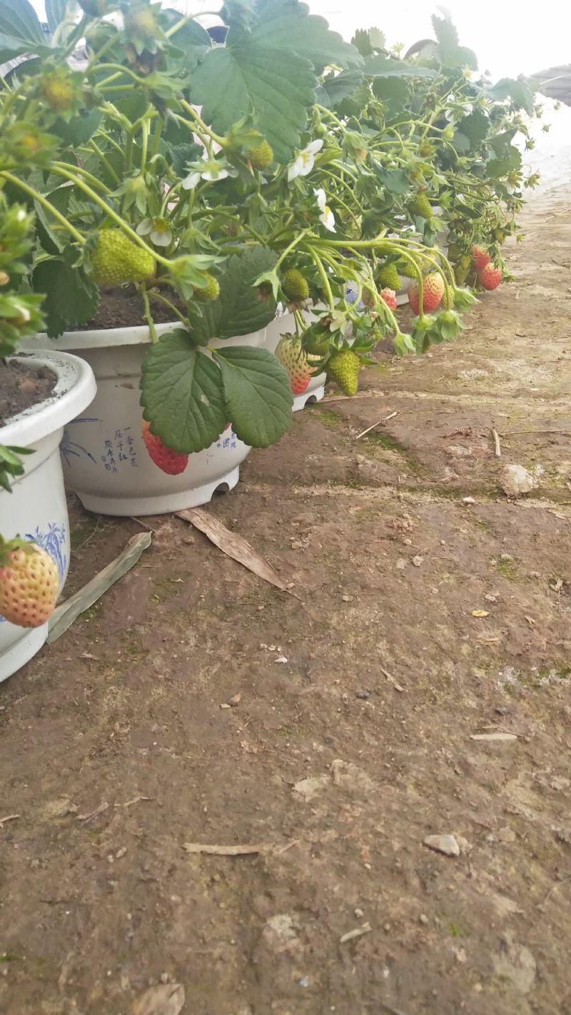红颜醉侠草莓苗盆栽盆景批发多果多花挖土球苗