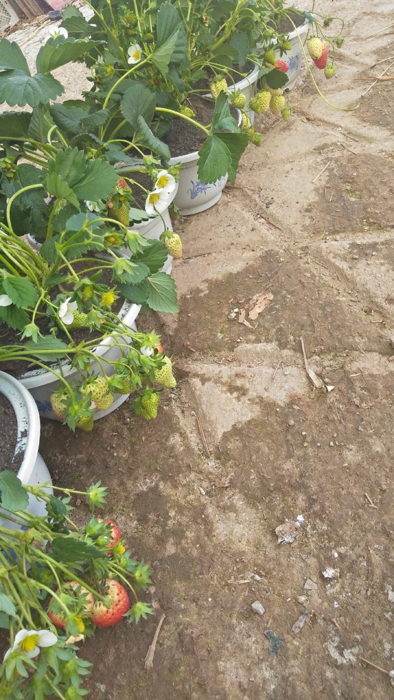 红颜醉侠草莓苗盆栽盆景批发多果多花挖土球苗