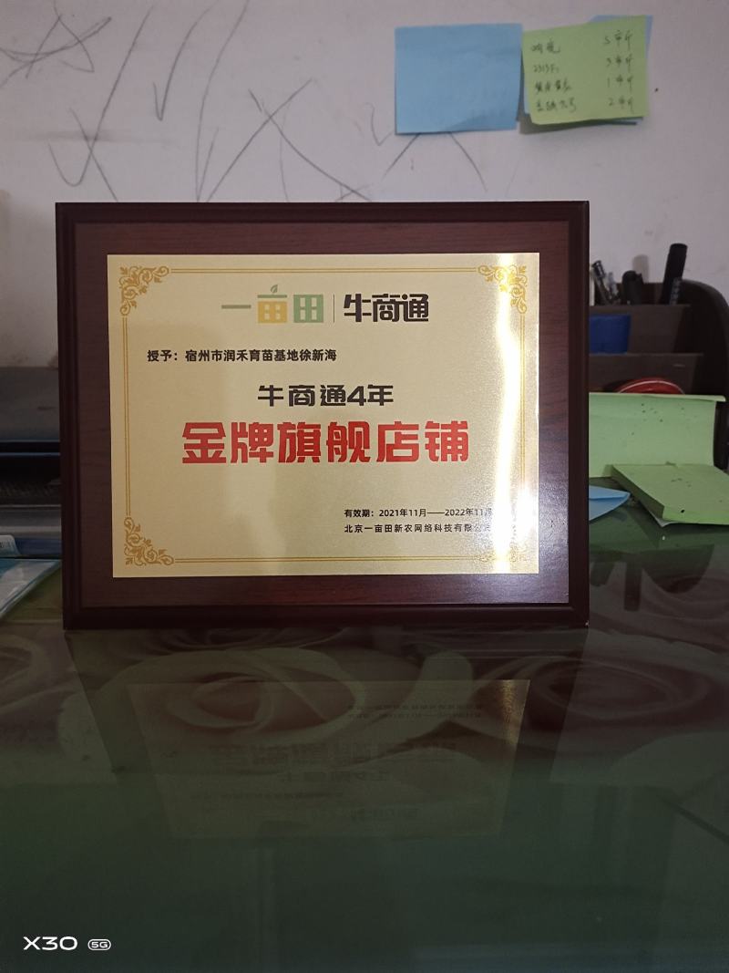 辣椒苗牛角苗羊角椒301308抗病量大从优