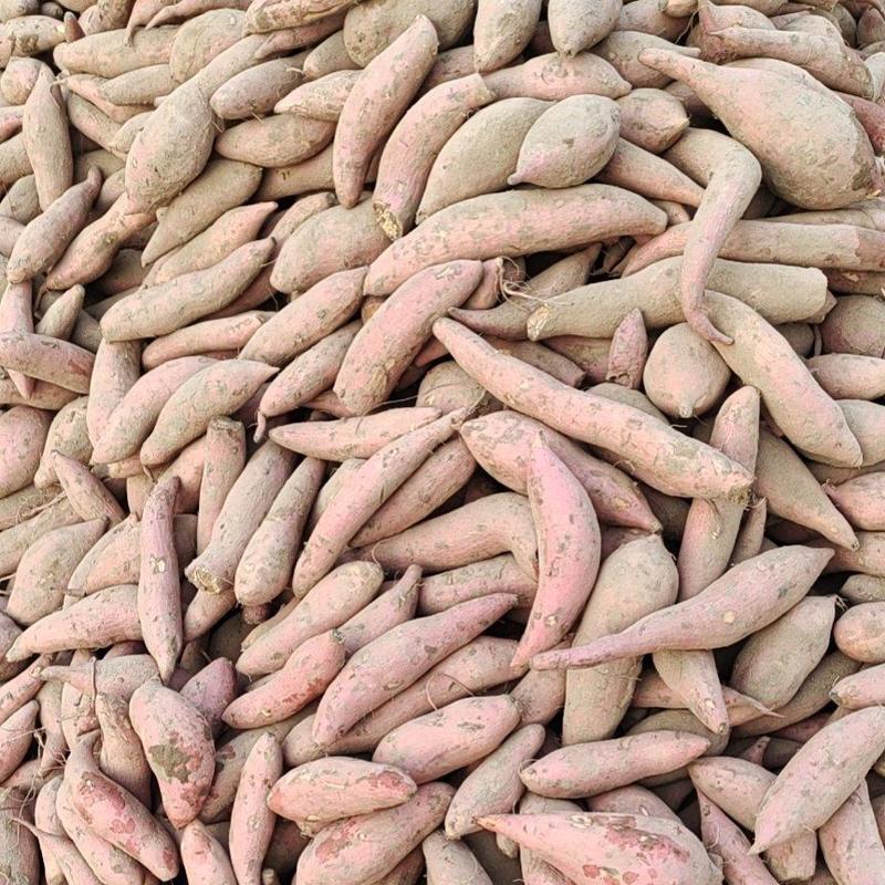 河北西瓜红小红薯批发，货源充足，量大从优，支持各种包装
