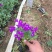 蓝香芥种植基地蓝香芥农户30万低价处理