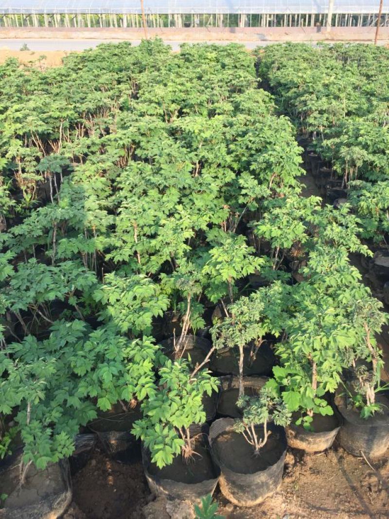 牡丹种植基地牡丹青州基地自产自销牡丹价格