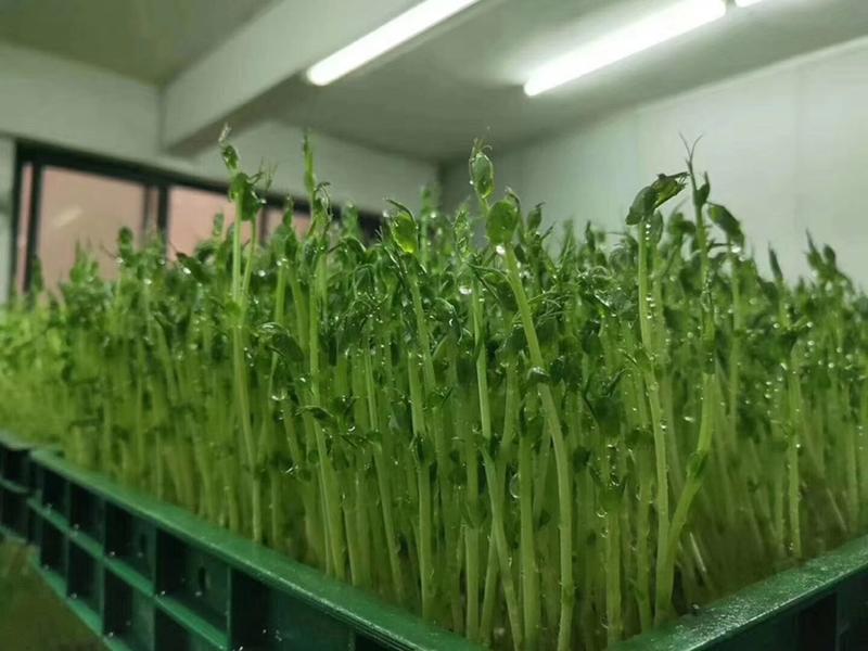 【优选商家】豌豆芽，湖北新洲豌豆苗，实力配货量大常年销售