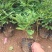 芍药自产自销芍药种植基地。20万低价