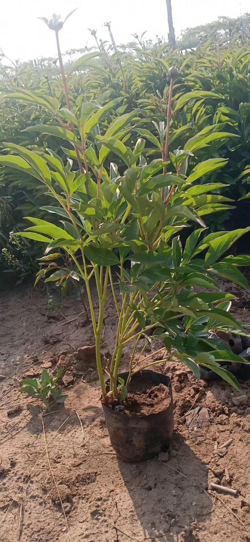 芍药自产自销芍药种植基地。20万低价