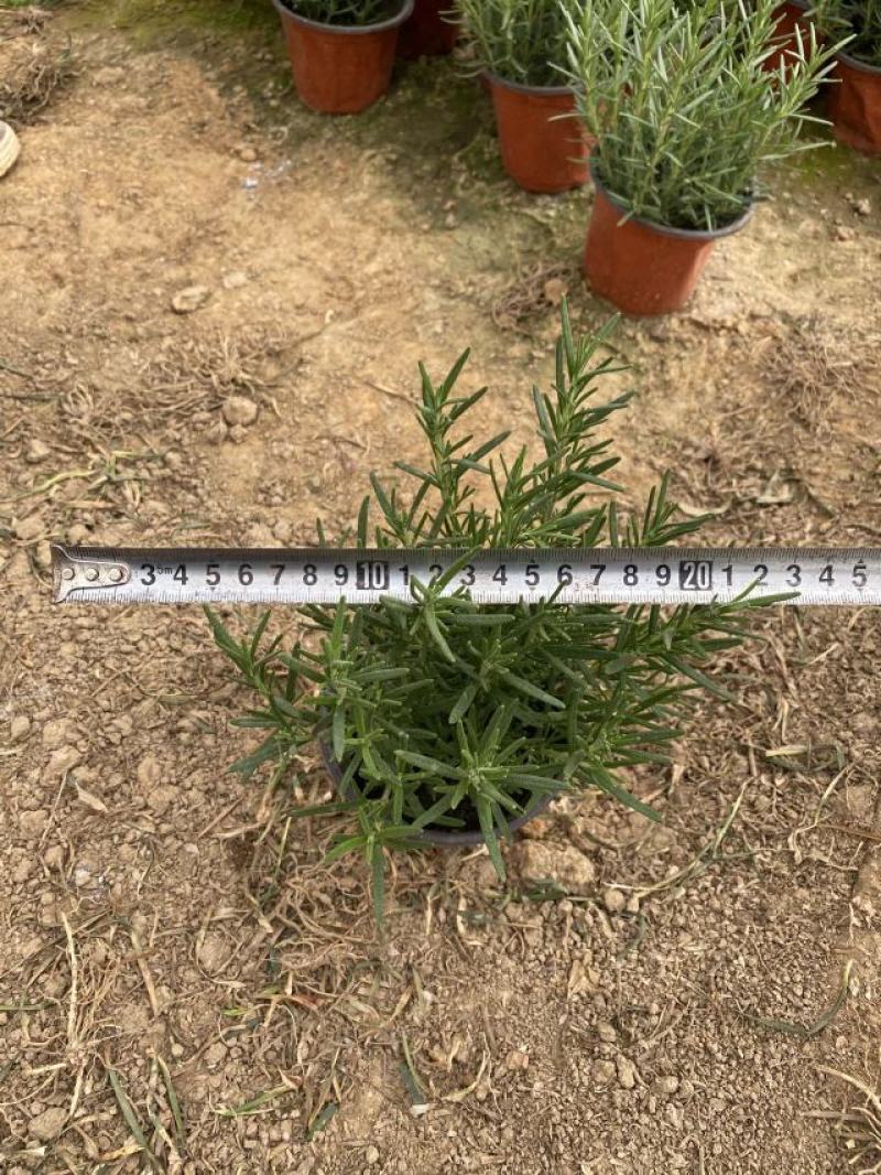 迷迭香农户自产直销迷迭香种植基地。300万处理。