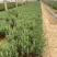 迷迭香农户自产直销迷迭香种植基地。300万处理。