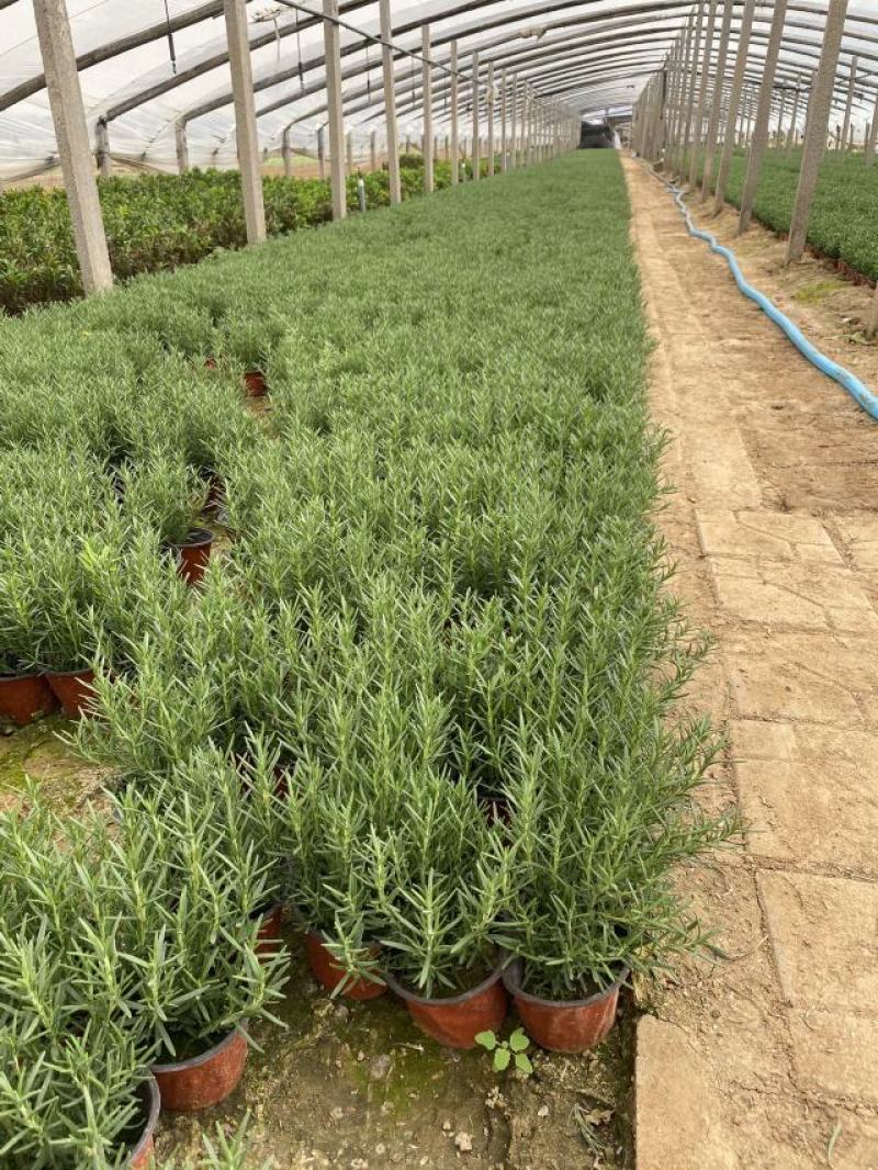 迷迭香农户自产直销迷迭香种植基地。300万处理。