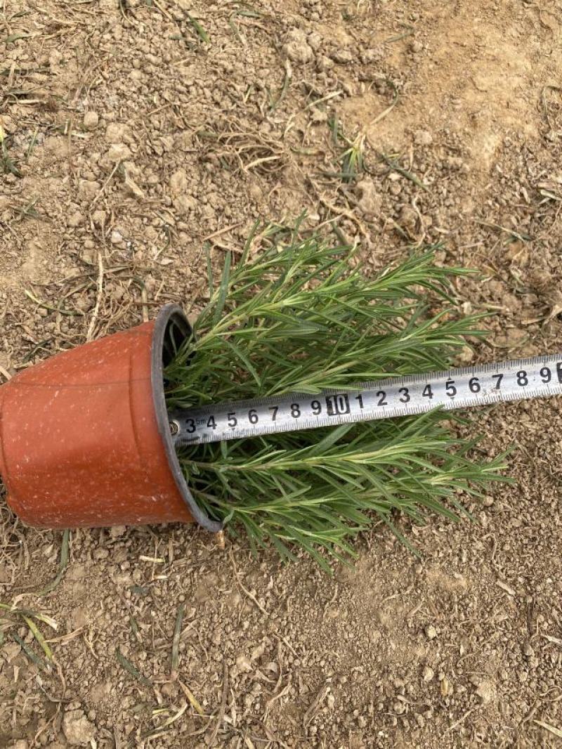 迷迭香农户自产直销迷迭香种植基地。300万处理。