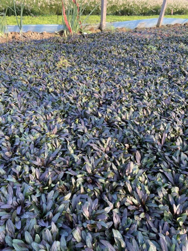 多花筋骨草自产自销多花筋骨草600万低价出售