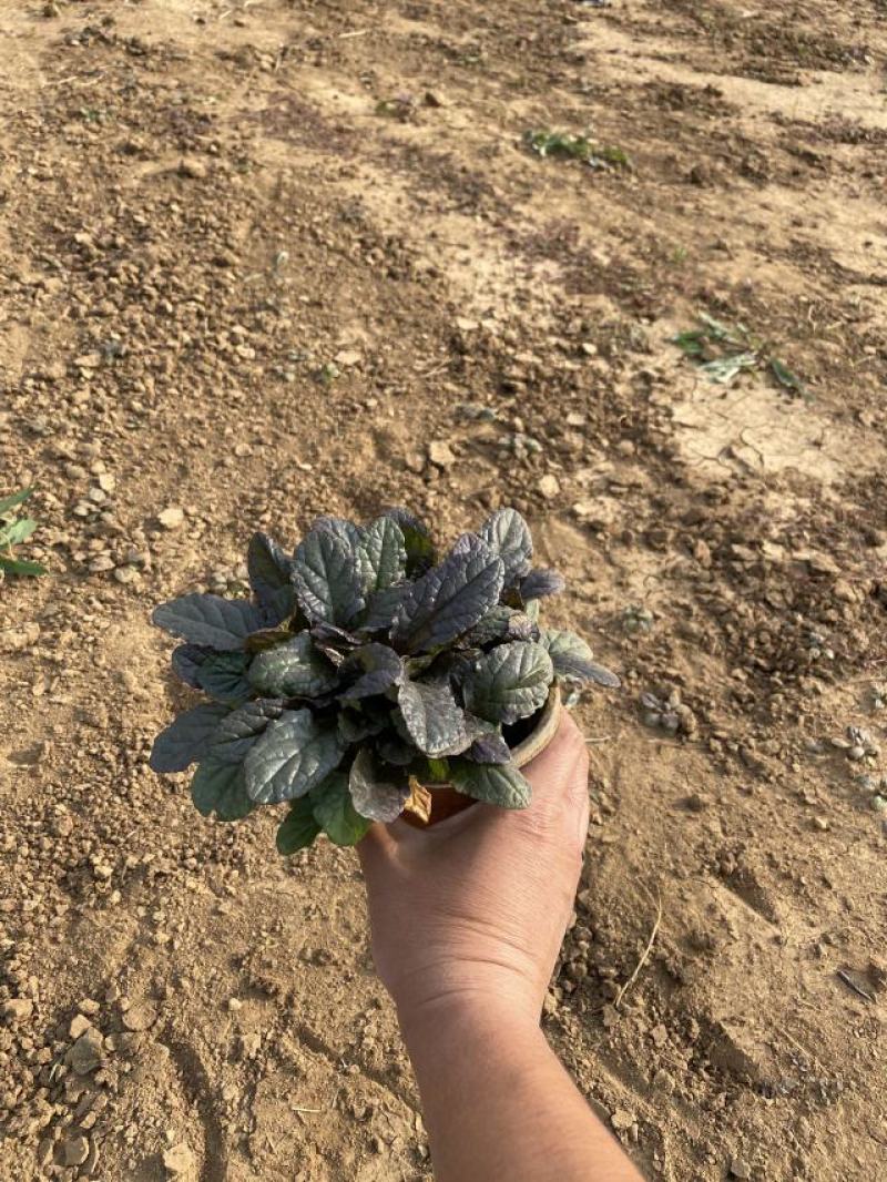 玫红筋骨草自产自销60万玫红筋骨草种植基地