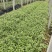 花叶蔓长春自产自销花叶蔓长春60万低价出售