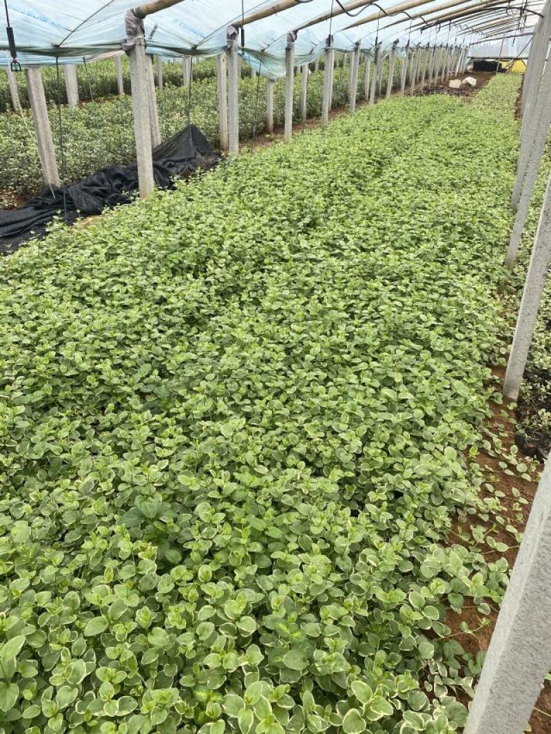花叶蔓长春自产自销花叶蔓长春60万低价出售