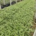 花叶蔓长春自产自销花叶蔓长春60万低价出售