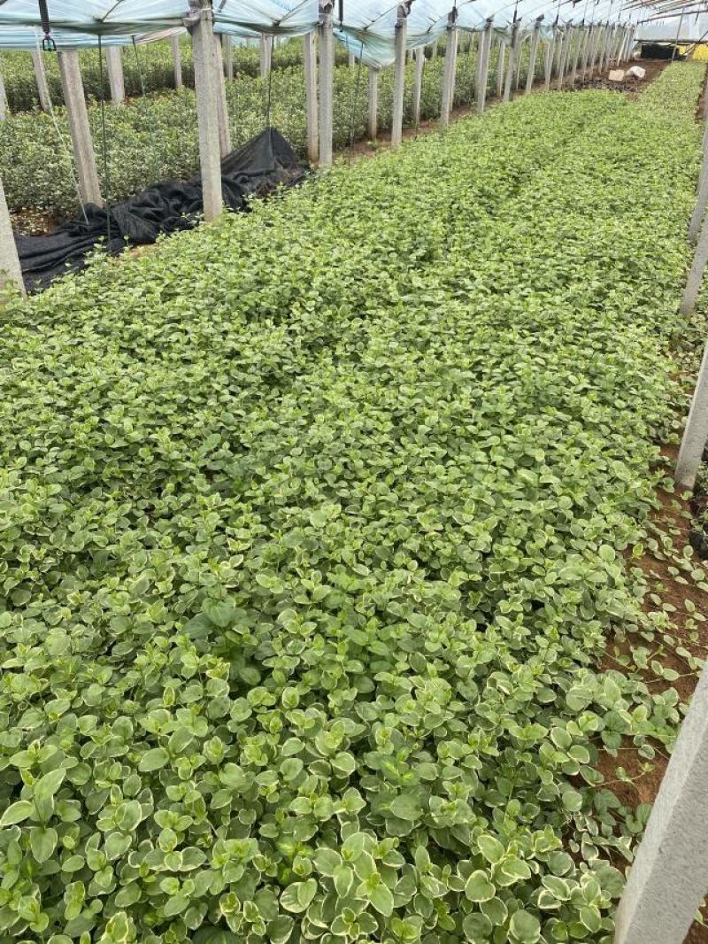 花叶蔓长春自产自销花叶蔓长春60万低价出售