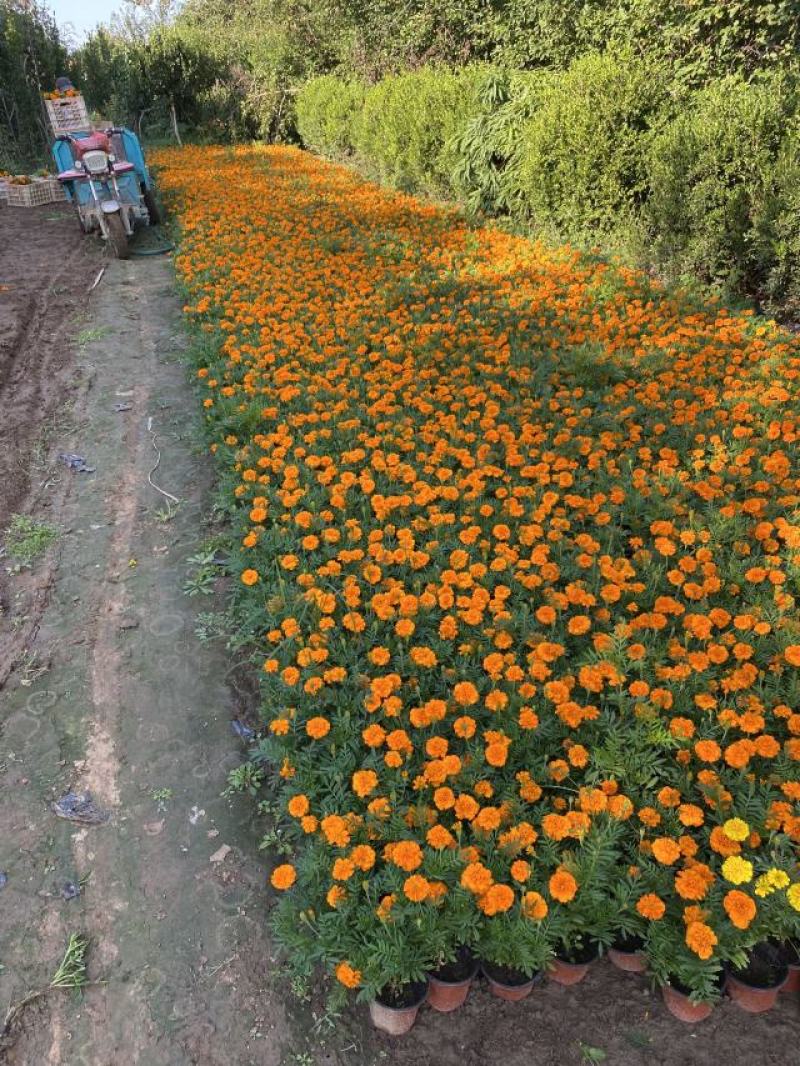孔雀草800万株基地直销孔雀草自产自销。低价处理