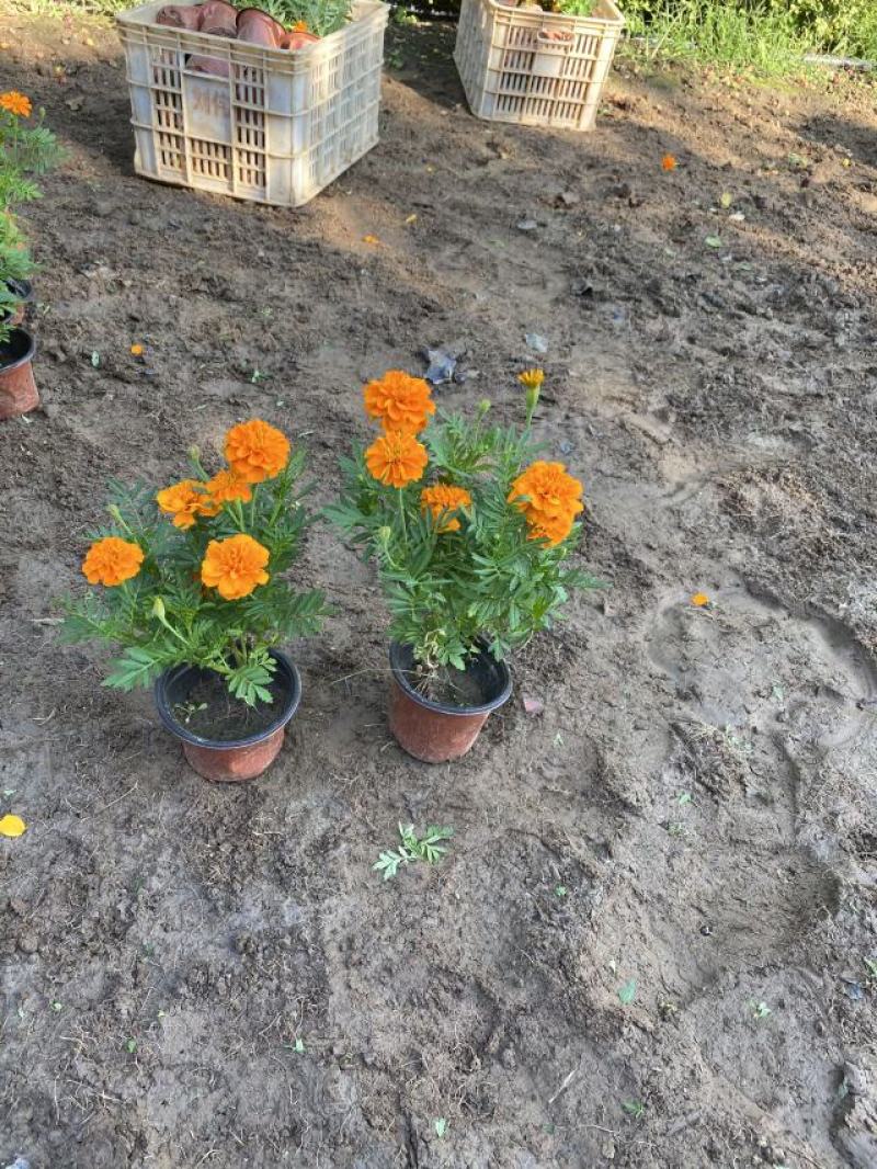 孔雀草800万株基地直销孔雀草自产自销。低价处理