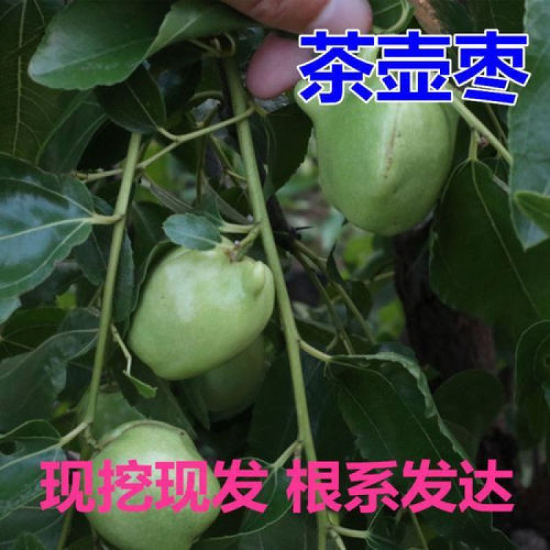 新品种茶壶枣树苗新疆大枣苗冬枣树齐全南北方种植批发供应