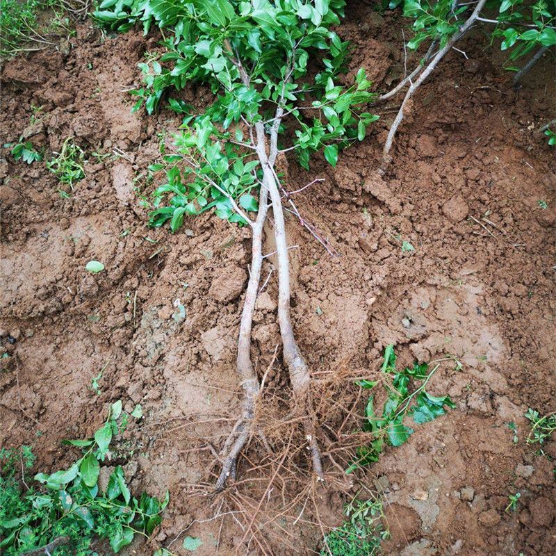 新品种茶壶枣树苗新疆大枣苗冬枣树齐全南北方种植批发供应