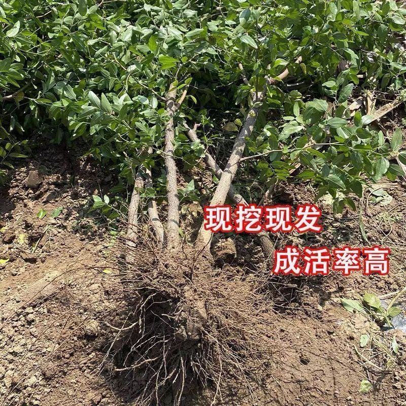 新品种茶壶枣树苗新疆大枣苗冬枣树齐全南北方种植批发供应