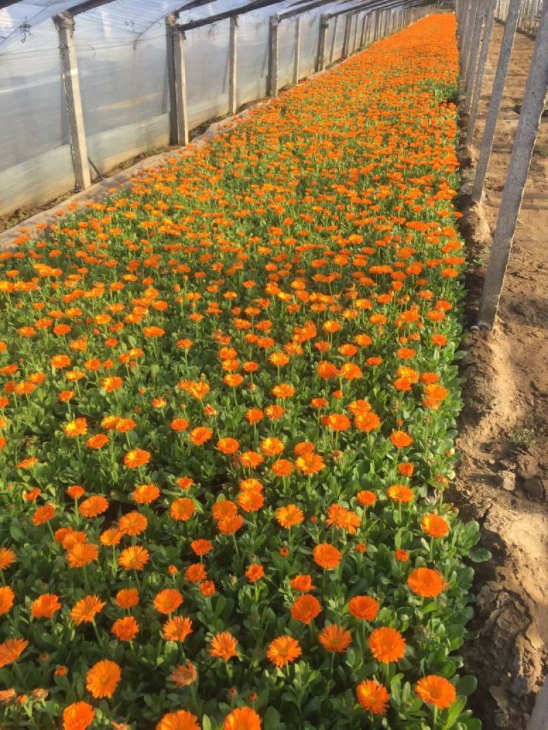 金盏菊自产自销600万金盏菊直销。低价处理。